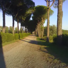 Viale alberato con pini marittimi, un sentiero sterrato e siepi verdi, che ricorda le antiche cascine di tavola.