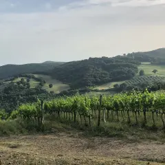 Vigneti rigogliosi sui dolci pendii toscani, con ulivi e boschi sullo sfondo. Un paesaggio da cartolina, tipico dei **Baricci Montalcino**.