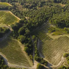 Vigneti terrazzati su un colle boscoso, con un piccolo stagno. Un paesaggio che evoca la bellezza di Monterufoli Caselli.
