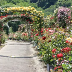 Un sentiero fiorito tra archi di rose gialle e rosse, un'oasi di colori e profumi. Cavriglia cosa vedere: questo giardino incantevole!