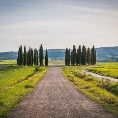Strada sterrata attraversa la **toscana countryside** con filari di cipressi che guidano lo sguardo verso dolci colline verdi.