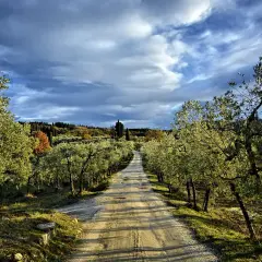 Strada sterrata tra ulivi, un invito a scoprire le tappe della Via Romea Sanese sotto un cielo drammatico.
