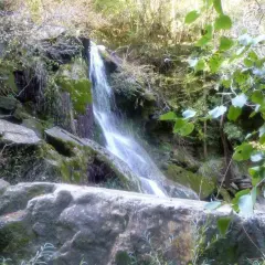 Cascate naturali a Monteverdi Marittimo, con rocce ricoperte di muschio e vegetazione lussureggiante.