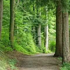 Sentiero nella foresta di Sant'Antonio, tra alberi secolari e vegetazione lussureggiante.