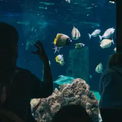 Persone osservano pesci colorati e tartarughe nell'acquario di Livorno.