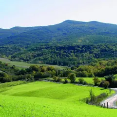 Dolci colline verdi nel Val di Cecina, con una strada tortuosa che serpeggia tra prati e boschi.