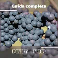 Grappoli di Pinot Noir, perfetti per il miglior Pinot Nero italiano. Guida completa.