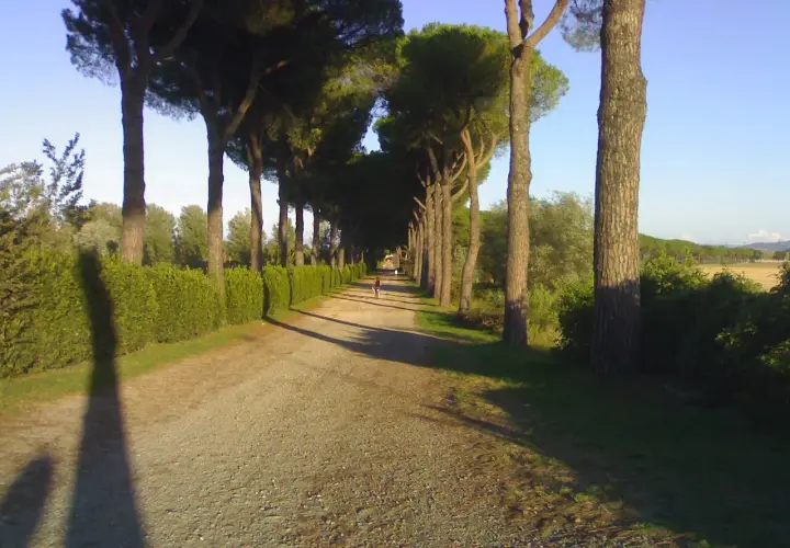 Viale alberato con pini marittimi, un sentiero sterrato e siepi verdi, che ricorda le antiche cascine di tavola.