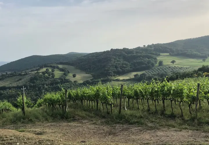 Vigneti rigogliosi sui dolci pendii toscani, con ulivi e boschi sullo sfondo. Un paesaggio da cartolina, tipico dei **Baricci Montalcino**.