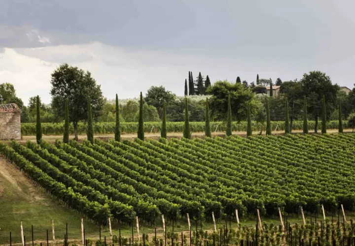 Vigneti ordinati e filari di cipressi nella tenuta Setteponti, con un casale in pietra e alberi sullo sfondo.