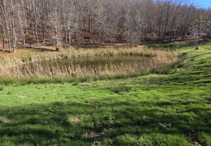 Un piccolo lago, il lago degli idoli, riflette il cielo tra canneti e un bosco spoglio. L'erba verde brillante copre il pendio.
