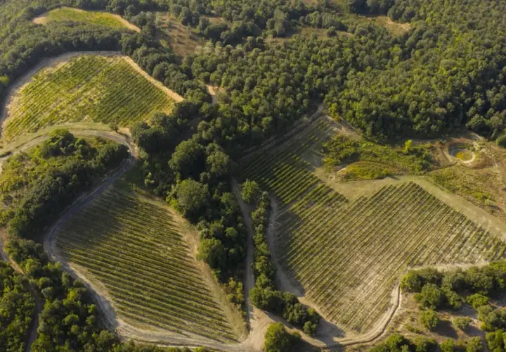 Vigneti terrazzati su un colle boscoso, con un piccolo stagno. Un paesaggio che evoca la bellezza di Monterufoli Caselli.
