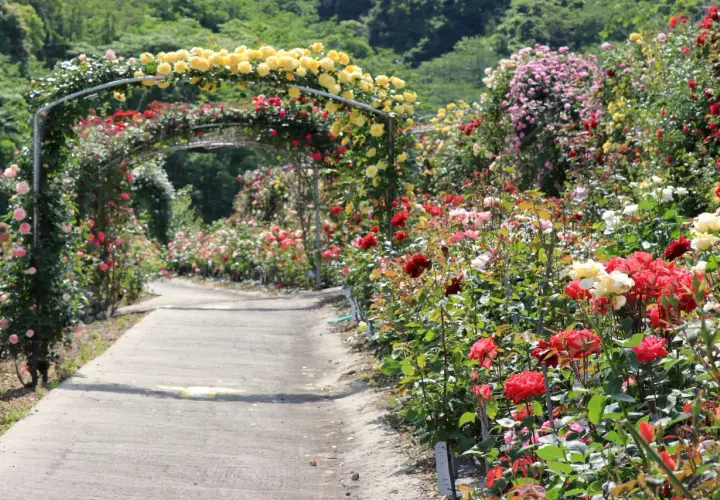 Un sentiero fiorito tra archi di rose gialle e rosse, un'oasi di colori e profumi. Cavriglia cosa vedere: questo giardino incantevole!