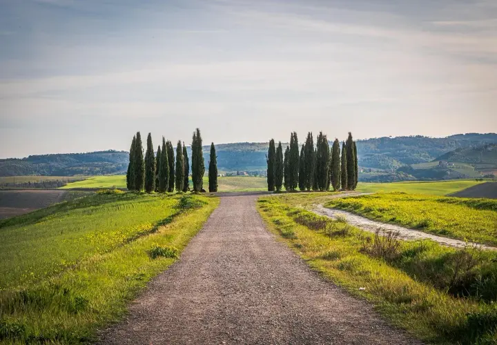 Strada sterrata attraversa la **toscana countryside** con filari di cipressi che guidano lo sguardo verso dolci colline verdi.