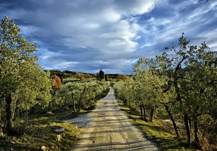 Strada sterrata tra ulivi, un invito a scoprire le tappe della Via Romea Sanese sotto un cielo drammatico.