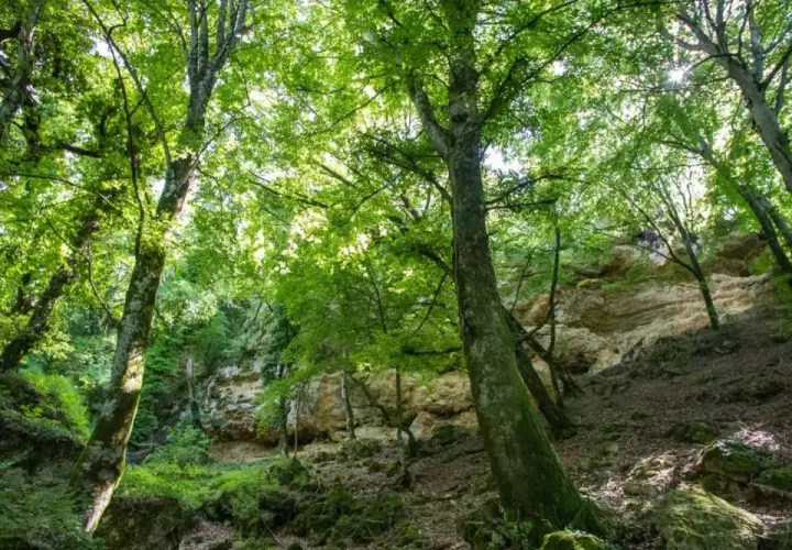 Un sentiero nel bosco del Val di Chiana, tra alberi secolari e rocce calcaree illuminate dal sole.