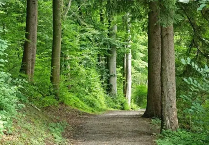 Sentiero nella foresta di Sant'Antonio, tra alberi secolari e vegetazione lussureggiante.