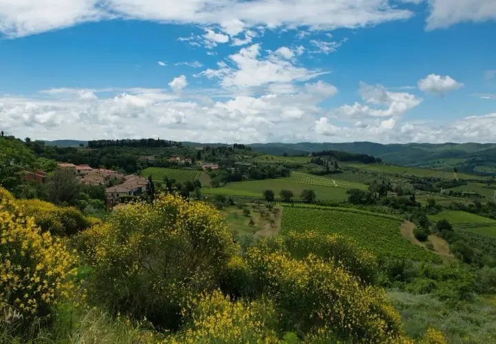 Colline toscane fiorite di giallo, vigneti e casali lungo la route des vins chianti. Cielo azzurro con nuvole bianche.