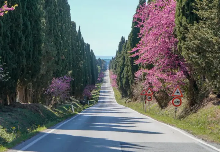 Un suggestivo viale dei cipressi fiancheggiato da alberi in fiore rosa acceso, con una strada che si perde all'orizzonte.