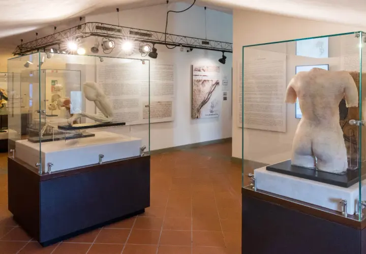 Modelli anatomici in esposizione in un museo nel vinci centro storico.