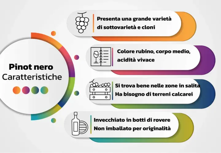 Le caratteristiche del Pinot nero: grande varietà, colore rubino, acidità vivace, predilige terreni calcarei e invecchiamento in rovere.