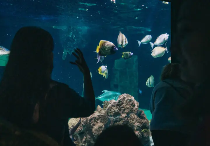 Persone osservano pesci colorati e tartarughe nell'acquario di Livorno.