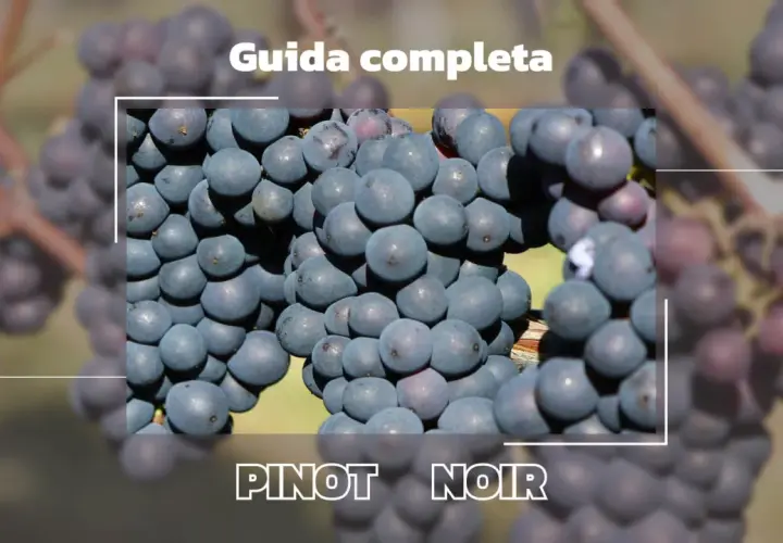 Grappoli di Pinot Noir, perfetti per il miglior Pinot Nero italiano. Guida completa.