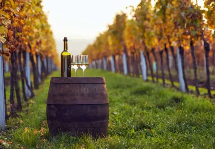 Una bottiglia e due calici di vino bianco su una botte in un vigneto toscano al tramonto, tra filari di viti dai colori autunnali. Un invito a gustare i famosi vini toscani.