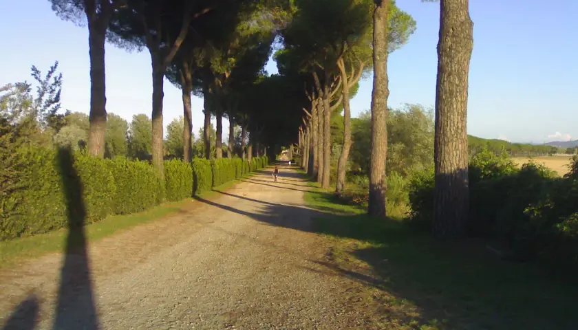Viale alberato con pini marittimi, un sentiero sterrato e siepi verdi, che ricorda le antiche cascine di tavola.