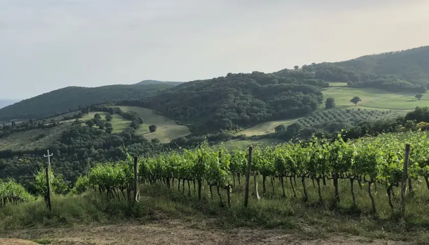 Vigneti rigogliosi sui dolci pendii toscani, con ulivi e boschi sullo sfondo. Un paesaggio da cartolina, tipico dei **Baricci Montalcino**.