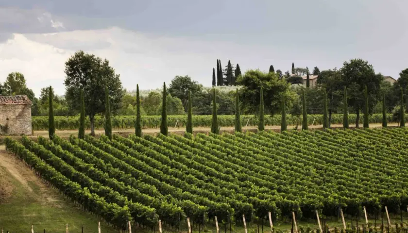 Vigneti ordinati e filari di cipressi nella tenuta Setteponti, con un casale in pietra e alberi sullo sfondo.