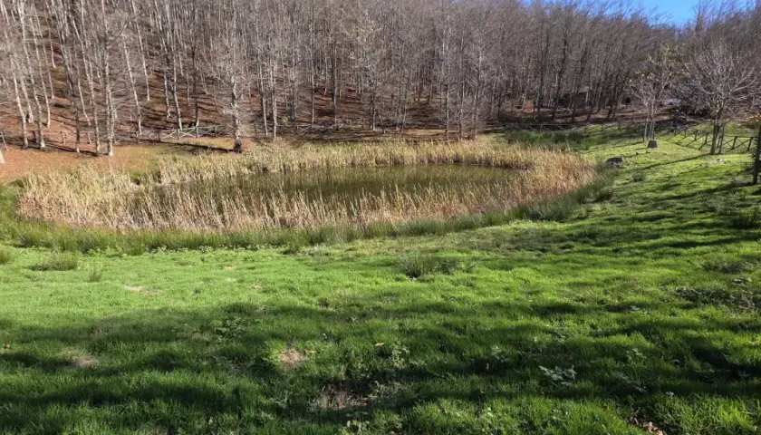 Un piccolo lago, il lago degli idoli, riflette il cielo tra canneti e un bosco spoglio. L'erba verde brillante copre il pendio.