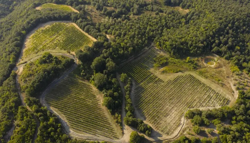 Vigneti terrazzati su un colle boscoso, con un piccolo stagno. Un paesaggio che evoca la bellezza di Monterufoli Caselli.