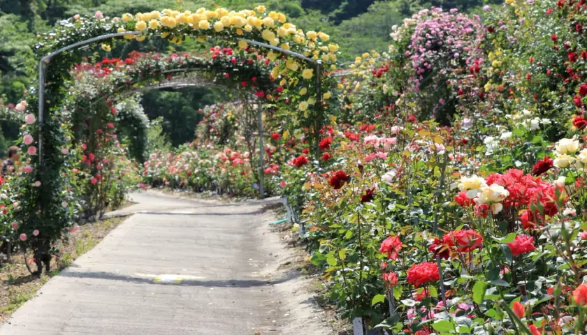 Un sentiero fiorito tra archi di rose gialle e rosse, un'oasi di colori e profumi. Cavriglia cosa vedere: questo giardino incantevole!