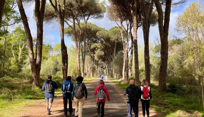 Gruppo di escursionisti cammina su un sentiero alberato, godendosi la natura. Il **san rossore** del cielo si riflette tra i pini.