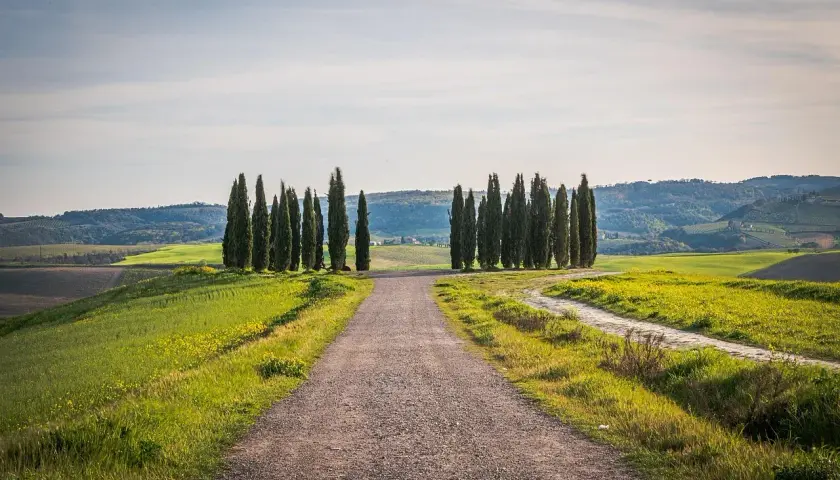Strada sterrata attraversa la **toscana countryside** con filari di cipressi che guidano lo sguardo verso dolci colline verdi.