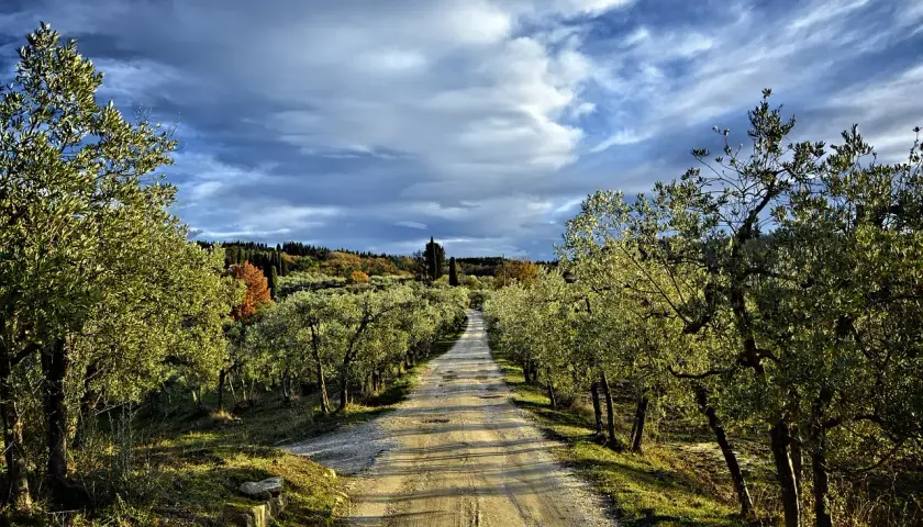 Strada sterrata tra ulivi, un invito a scoprire le tappe della Via Romea Sanese sotto un cielo drammatico.