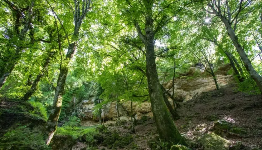 Un sentiero nel bosco del Val di Chiana, tra alberi secolari e rocce calcaree illuminate dal sole.