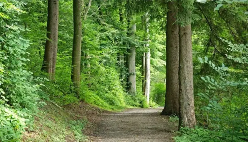 Sentiero nella foresta di Sant'Antonio, tra alberi secolari e vegetazione lussureggiante.