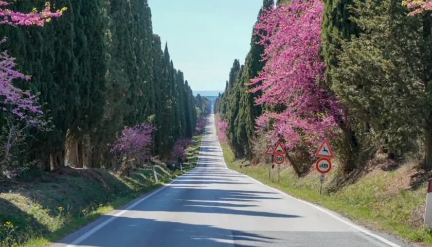 Un suggestivo viale dei cipressi fiancheggiato da alberi in fiore rosa acceso, con una strada che si perde all'orizzonte.