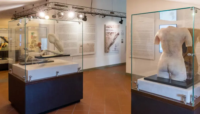 Modelli anatomici in esposizione in un museo nel vinci centro storico.