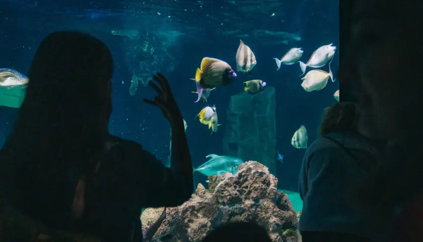 Persone osservano pesci colorati e tartarughe nell'acquario di Livorno.