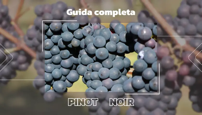 Grappoli di Pinot Noir, perfetti per il miglior Pinot Nero italiano. Guida completa.