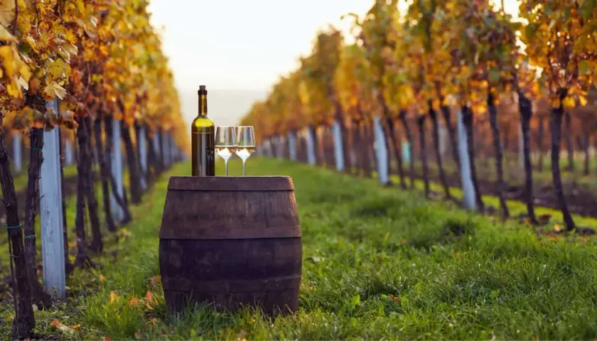 Una bottiglia e due calici di vino bianco su una botte in un vigneto toscano al tramonto, tra filari di viti dai colori autunnali. Un invito a gustare i famosi vini toscani.