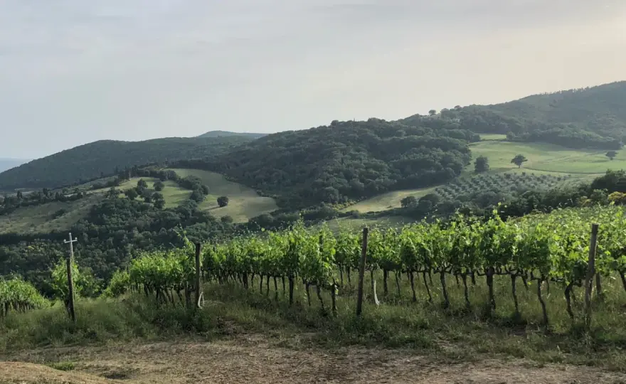 Baricci Montalcino - Il segreto di Montosoli e del Brunello