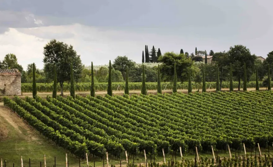 Tenuta Sette Ponti, vini e degustazioni nel Valdarno