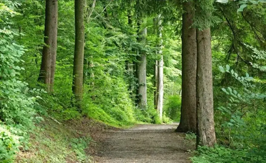 Foresta di Sant'Antonio: Pratomagno autentico, non una cartolina