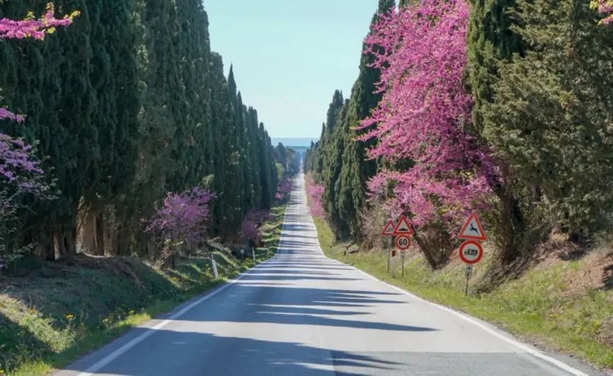 Viale dei Cipressi Bolgheri - La guida completa