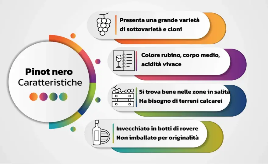 Pinot Nero, caratteristiche e abbinamenti per conoscerlo meglio