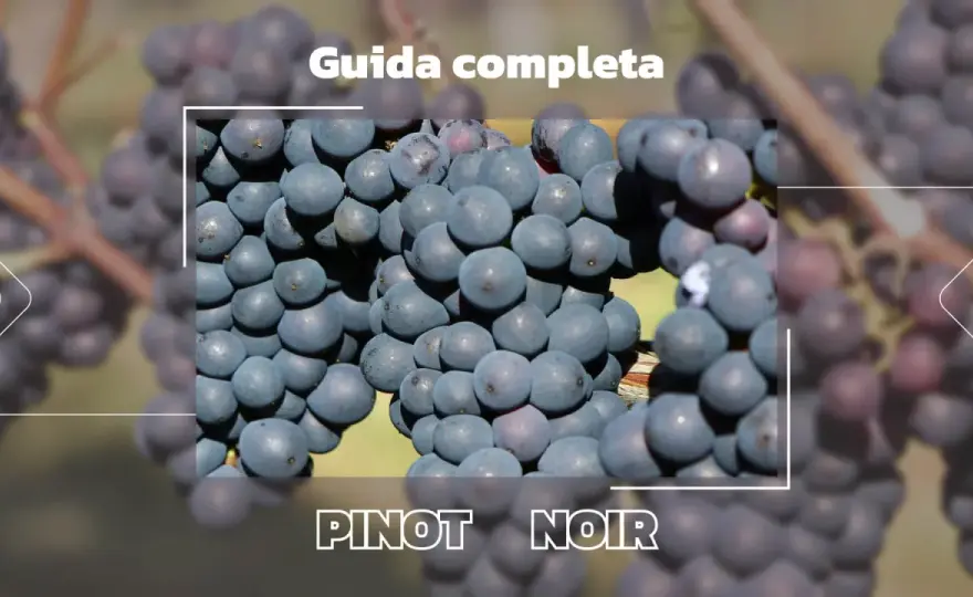 Miglior Pinot Nero Italiano - Guida Completa alla Scelta